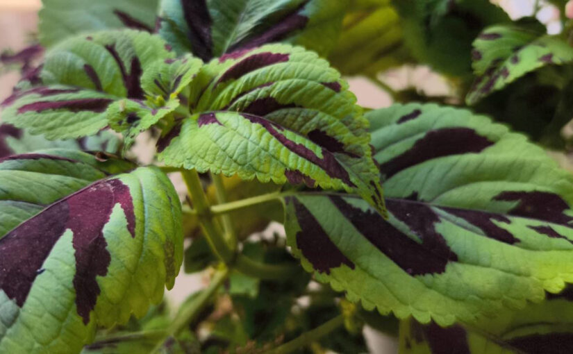 Seria essa uma ação de tentativa de restauração de imagem?